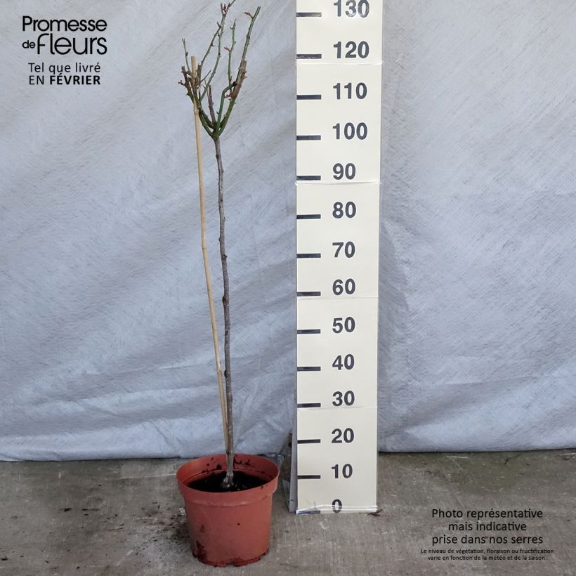 Spécimen de Rosier tige Ingrid Bergman Pot de 7,5L/10L, Tige, Tige de 120/150 tel que livré en hiver