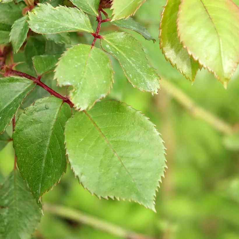 Rosier tige Jubilé du Prince de Monaco (Feuillage)