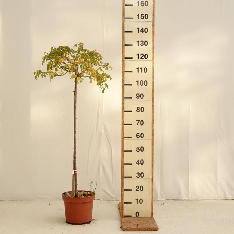 Spécimen de Rosier tige Kadora Decorosier Pot de 7,5L/10L, Tige, Tige de 70/90 tel que livré en automne