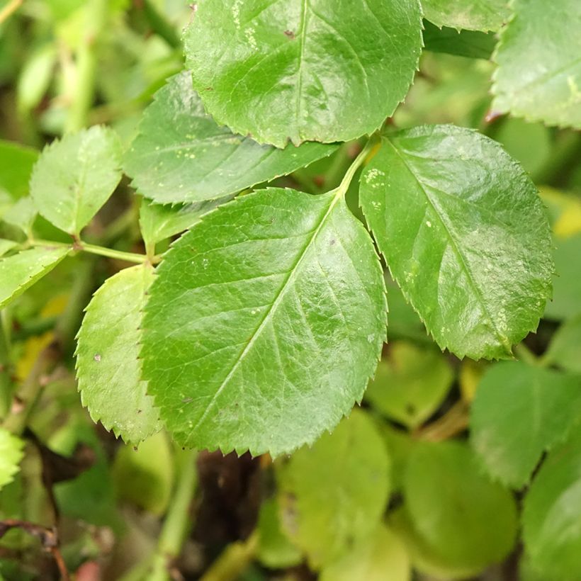 Rosier tige Kadora Decorosier (Foliage)