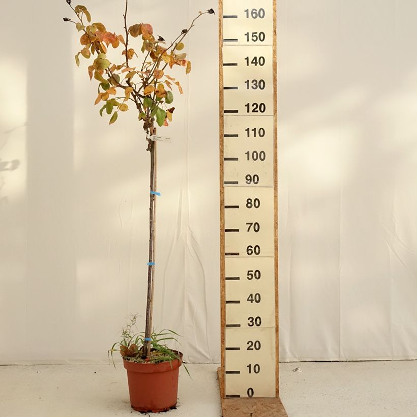 Spécimen de Rosier Tige Landora  Pot de 7,5L/10L, Tige, Tige de 90/120 tel que livré en automne