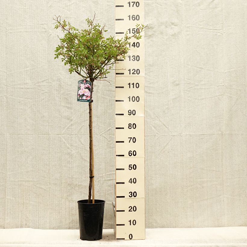 Spécimen de Rosier tige Lavender Dream Pot de 7,5L/10L, Tige, Tige de 70/90 tel que livré au printemps