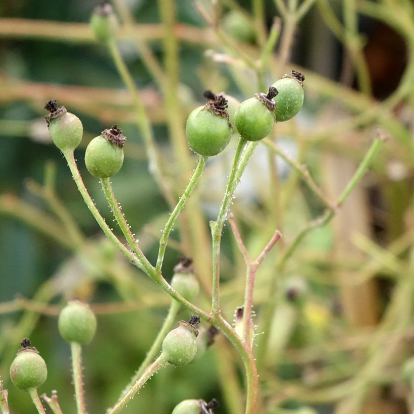 Rosier tige Lavender Dream (Récolte)