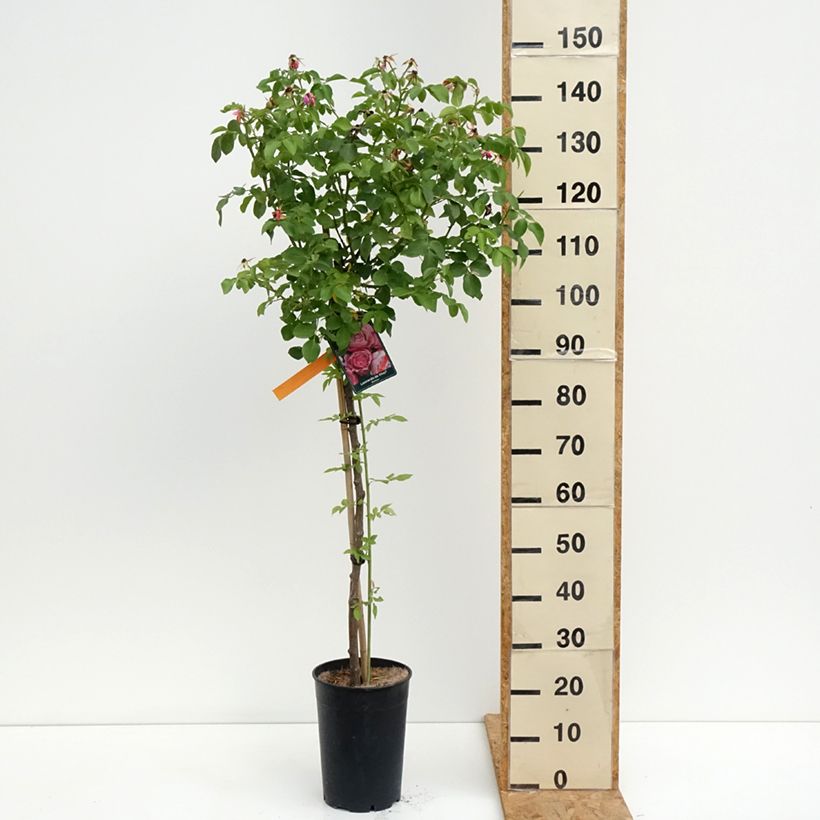 Spécimen de Rosier tige Leonardo da Vinci Pot de 7,5L/10L, Tige, Tige de 90/120 tel que livré en été