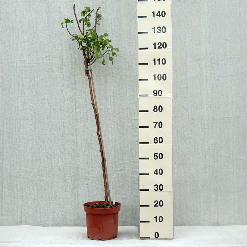 Example of Rosier tige Line Renaud  Pot de 7,5L/10L, Tige, Tige de 70/90 as you get in automne