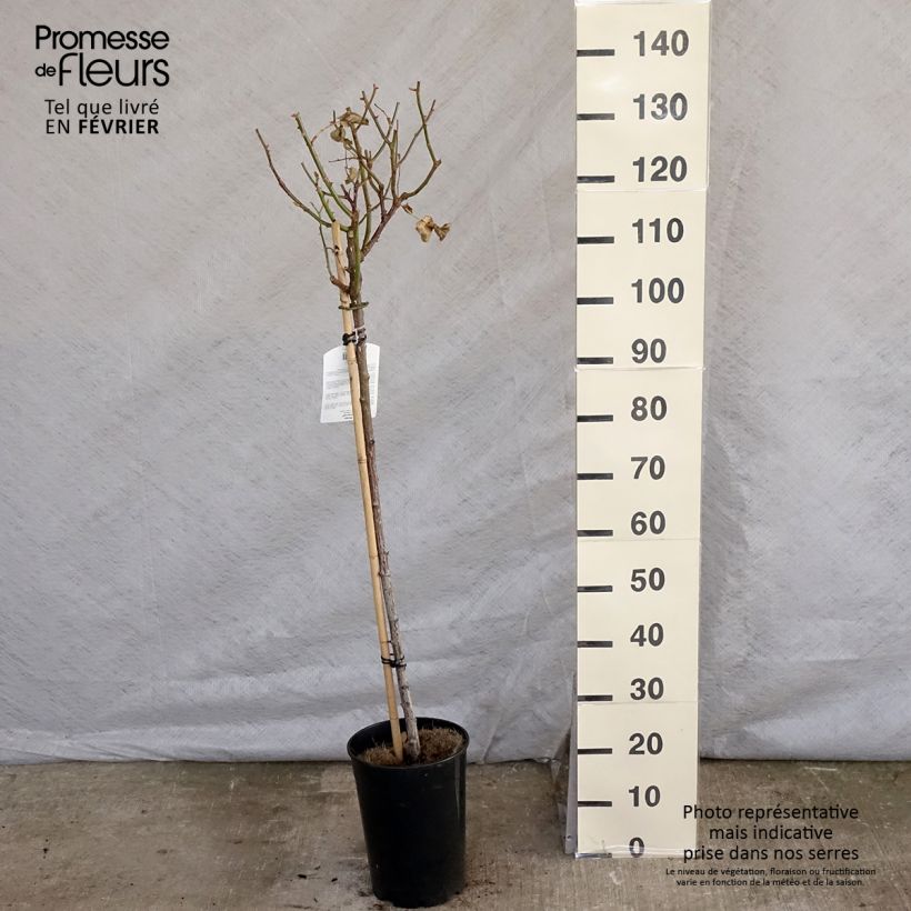 Example of Rosier tige Minerva Pot de 7,5L/10L, Tige, Tige de 90/120 as you get in hiver