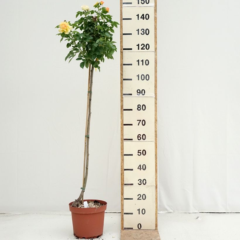 Spécimen de Rosier tige Mythique  Pot de 7,5L/10L, Tige, Tige de 90/120 tel que livré en été