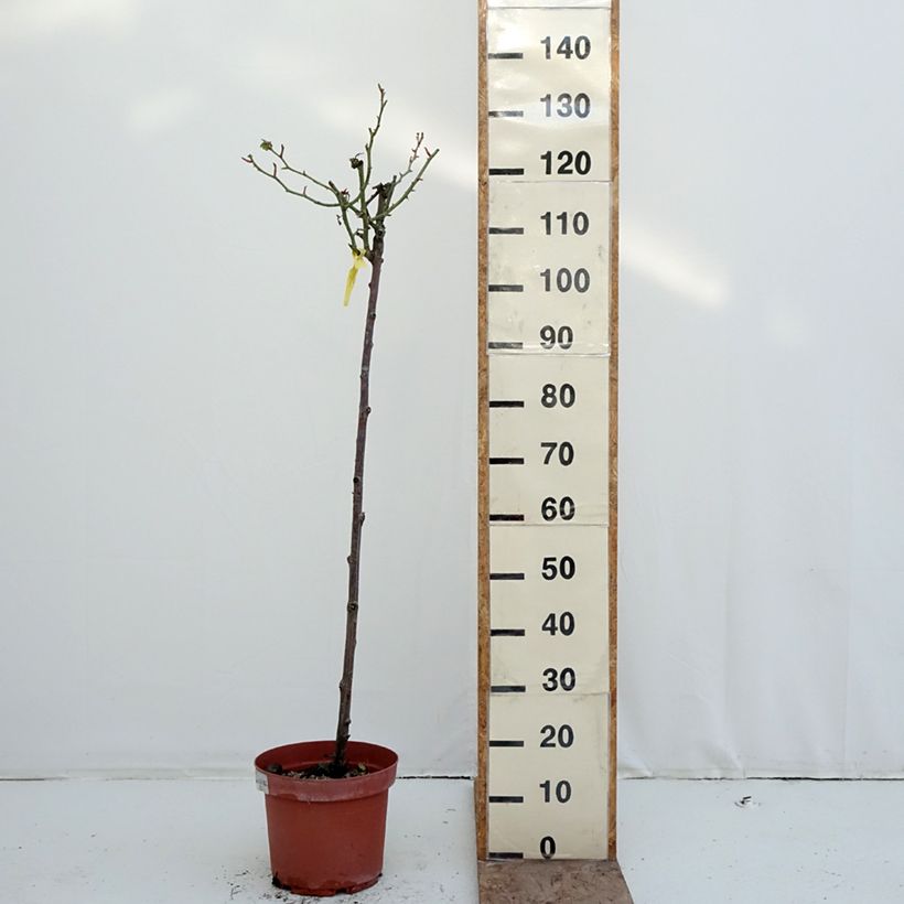 Spécimen de Rosier tige Mythique  Pot de 7,5L/10L, Tige, Tige de 90/120 tel que livré en hiver