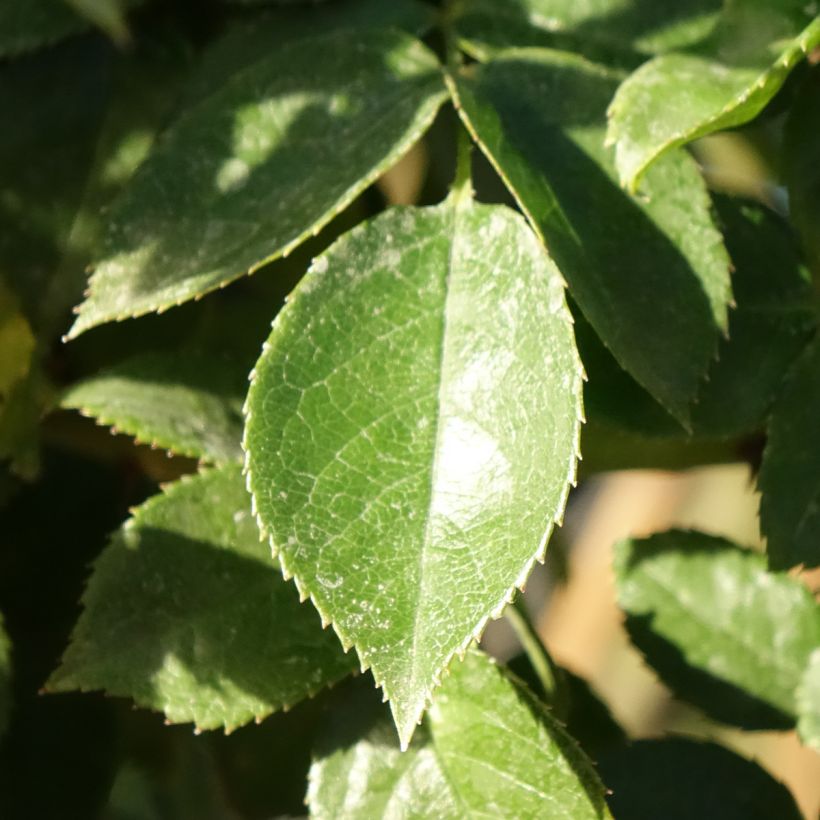 Rosier tige Mythique  (Feuillage)