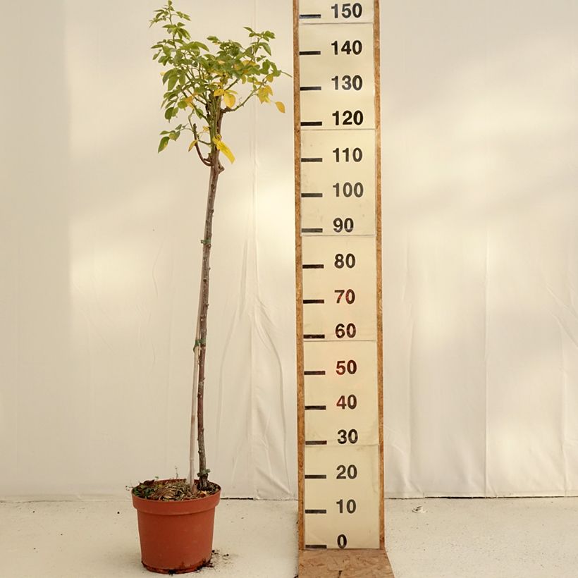 Spécimen de Rosier tige Mythique  Pot de 7,5L/10L, Tige, Tige de 90/120 tel que livré en automne