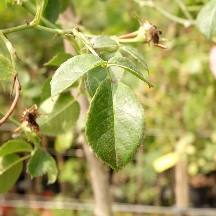 Rosier tige pleureur Magic Meillandecor Meibonrib (Feuillage)