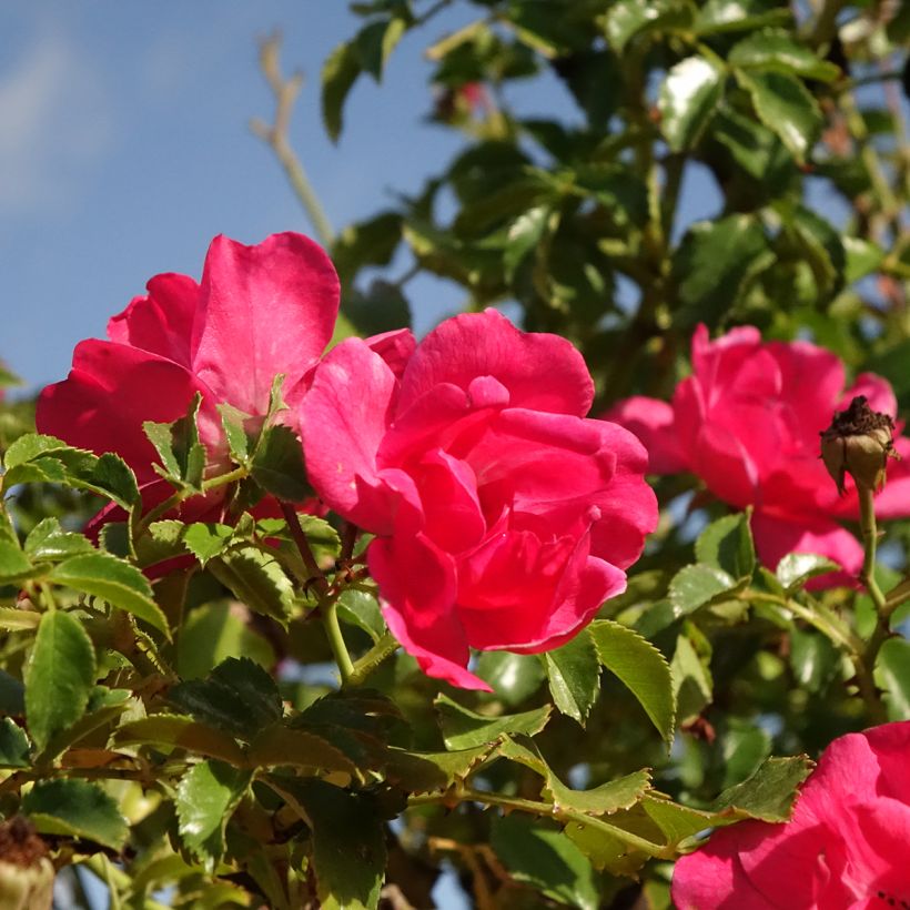 Rosier tige pleureur Magic Meillandecor Meibonrib (Floraison)