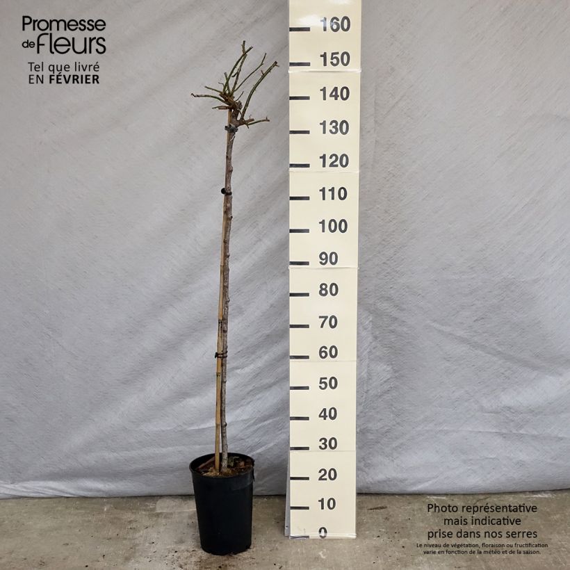 Spécimen de Rosier tige pleureur New Dawn Pot de 7,5L/10L, Tige de 120/150 tel que livré en hiver