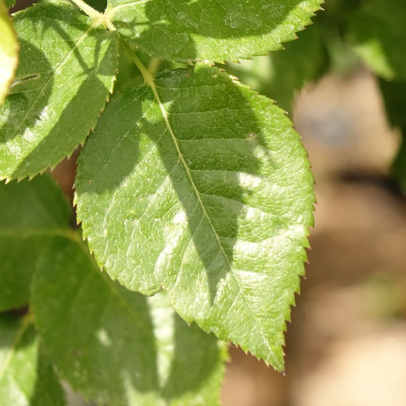 Rosier tige Rochemenier Village (Feuillage)
