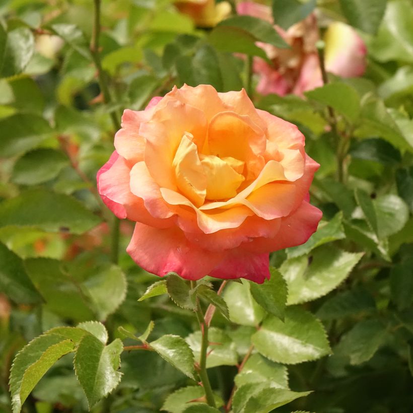 Rosier tige Rochemenier Village (Floraison)