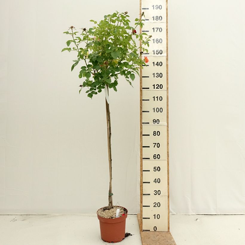 Spécimen de Rosier tige Rochemenier Village Pot de 7,5L/10L, Tige, Tige de 90/120 tel que livré en été