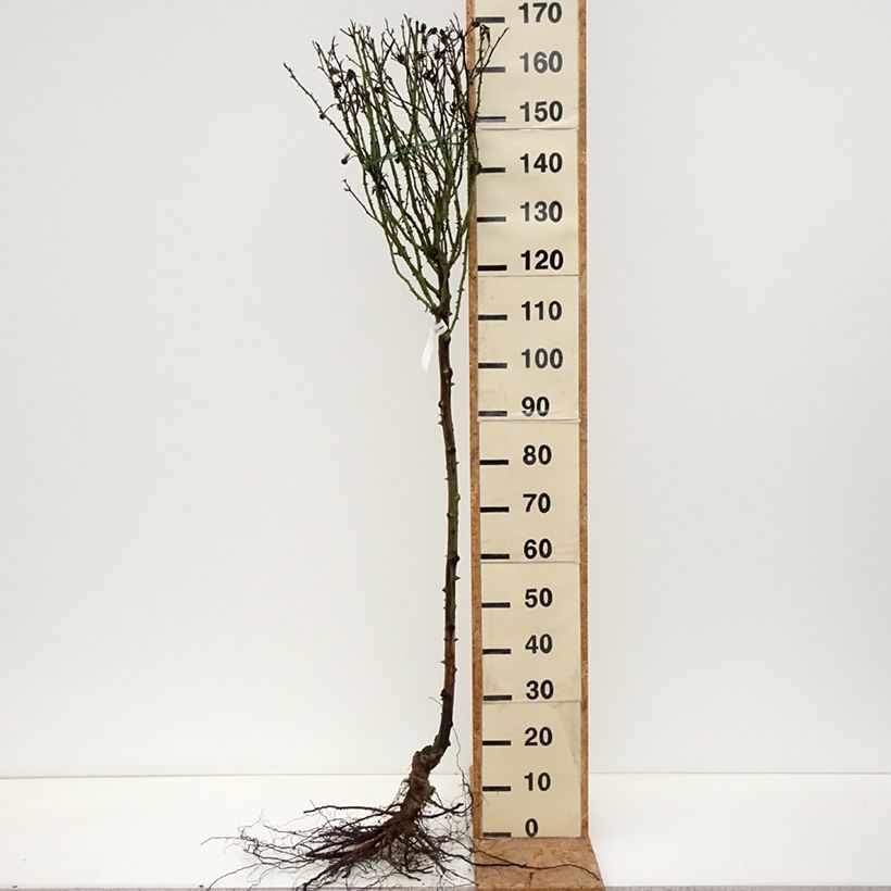 Spécimen de Rosier tige Rochemenier Village Racines nues, Tige, Tige de 70/90 tel que livré en hiver