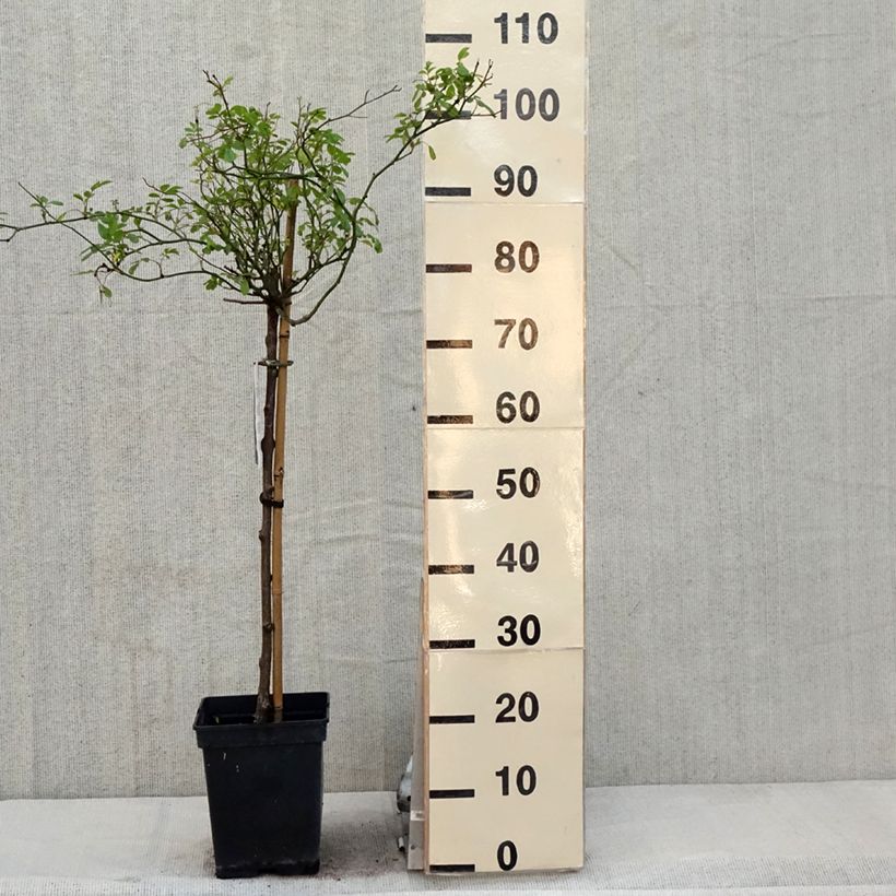 Example of Rosier Tige The Fairy Pot de 7,5L/10L, Tige, Tige de 90/120 as you get in printemps