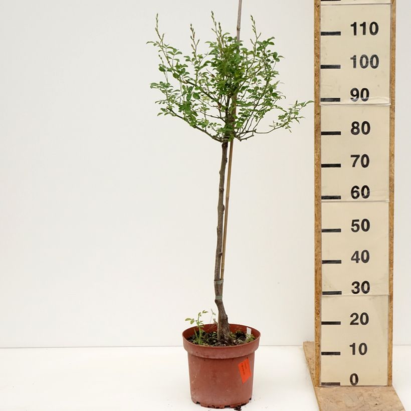 Example of Rosier Tige The Fairy Pot de 4L/5L, Tige, Tige de 50/60 as you get in printemps