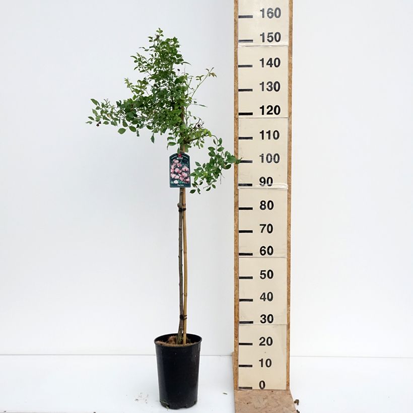 Spécimen de Rosier Tige The Fairy Pot de 7,5L/10L, Tige, Tige de 90/120 tel que livré en été