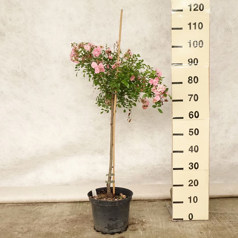 Spécimen de Rosier Tige The Fairy Pot de 4L/5L, Tige, Tige de 50/60 tel que livré en été
