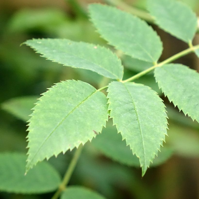 Rosier tige Toscana (Foliage)
