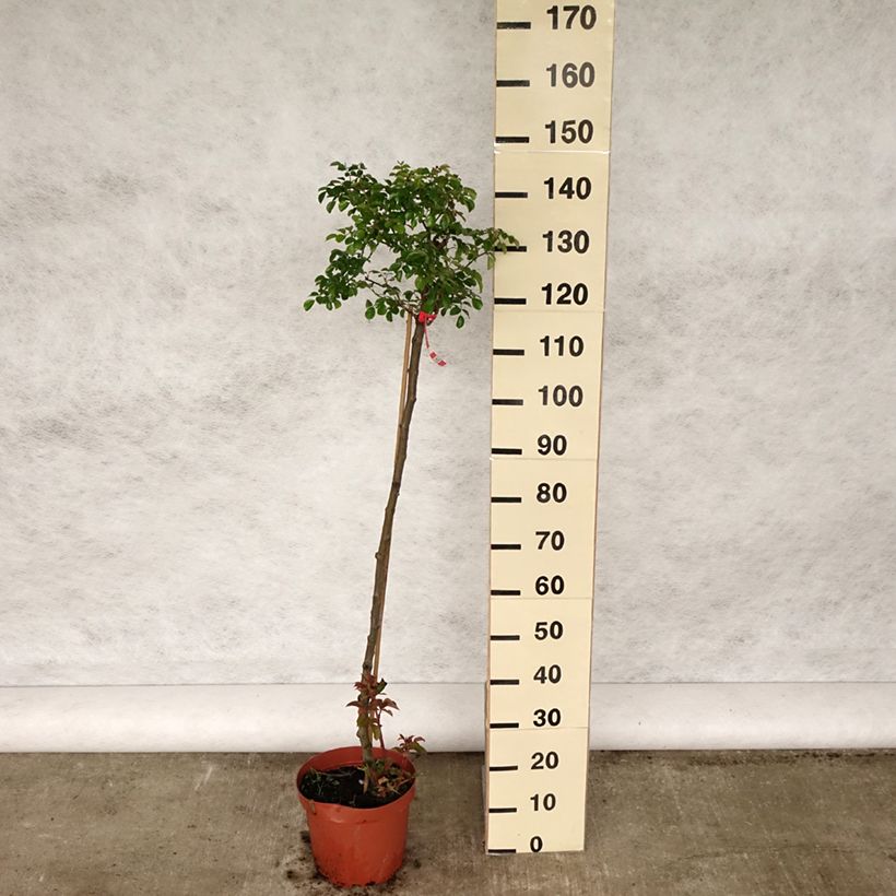 Example of Rosier tige Toscana Pot de 4L/5L, Tige, Tige de 90/120 as you get in printemps