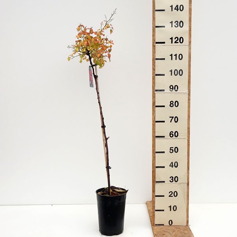 Spécimen de Rosier tige Toscana Pot de 4L/5L, Tige, Tige de 90/120 tel que livré en automne