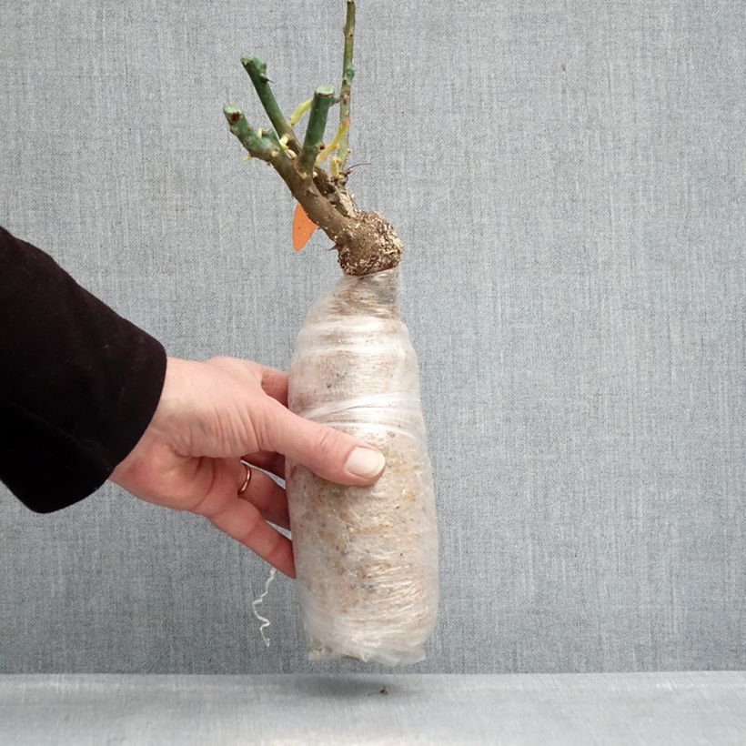 Spécimen de Rosier Urban Streetlight Phoenix Racines nues en motte tel que livré en hiver