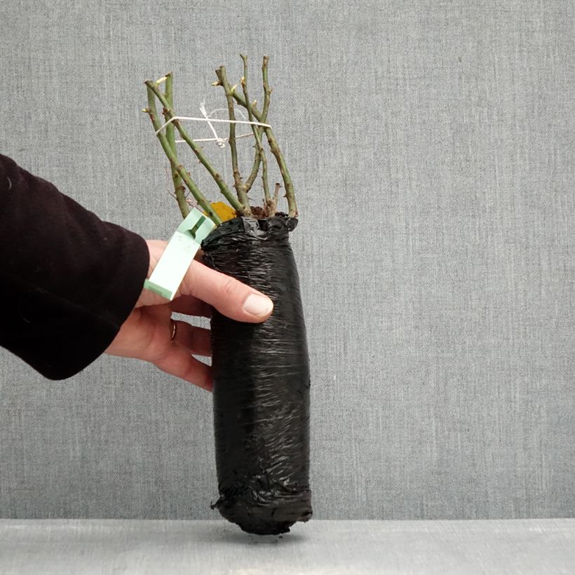 Spécimen de Rosier Urban Streetlight Rekord Cubana Racines nues en motte tel que livré en hiver