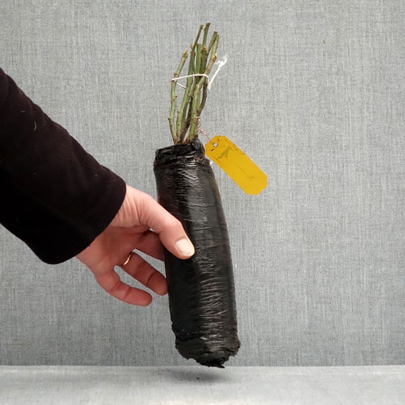 Spécimen de Rosier Urban Streetlight Sommerabend Racines nues en motte tel que livré en hiver