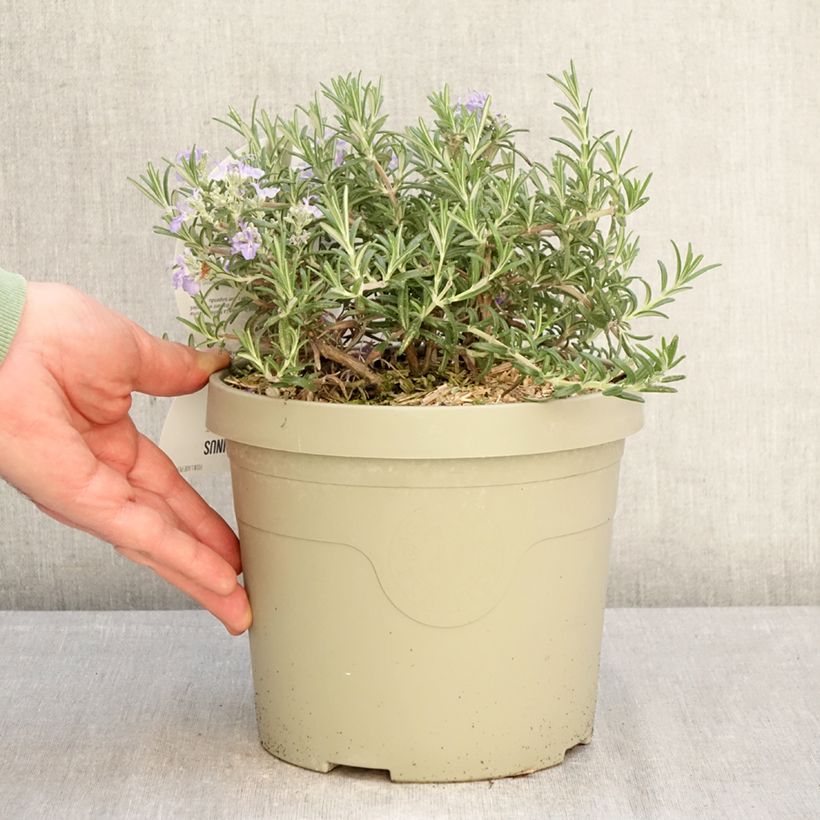 Spécimen de Rosmarinus officinalis Blue Cascade - Romarin retombant Pot de 3L/4L tel que livré en hiver