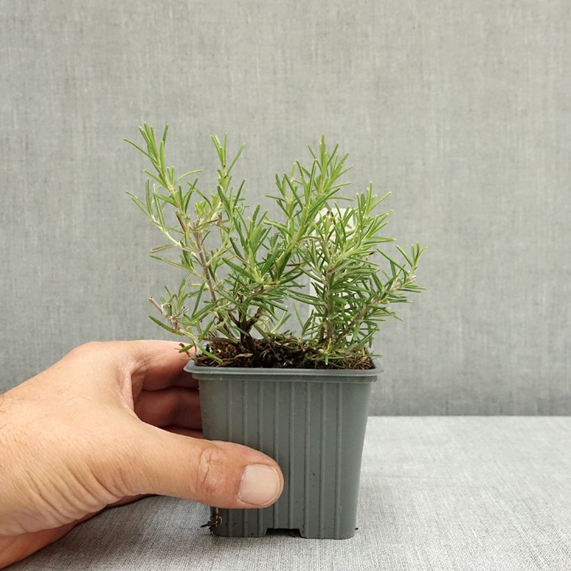 Spécimen de Rosmarinus officinalis Corsican Blue - Romarin Godet de 8/9 cm tel que livré en été