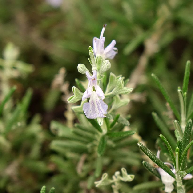Rosmarinus officinalis Whitewater Silver - Romarin prostré (Flowering)