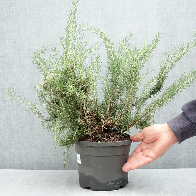 Example of Rosmarinus officinalis Whitewater Silver - Romarin prostré Pot de 3L/4L as you get in printemps
