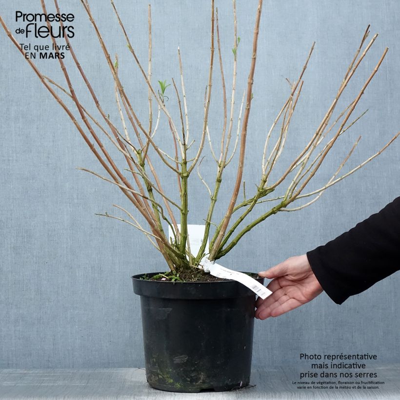 Spécimen de Rostrinucula dependens Happy Cascade - Menthe en arbre Pot de 7,5L/10L tel que livré au printemps