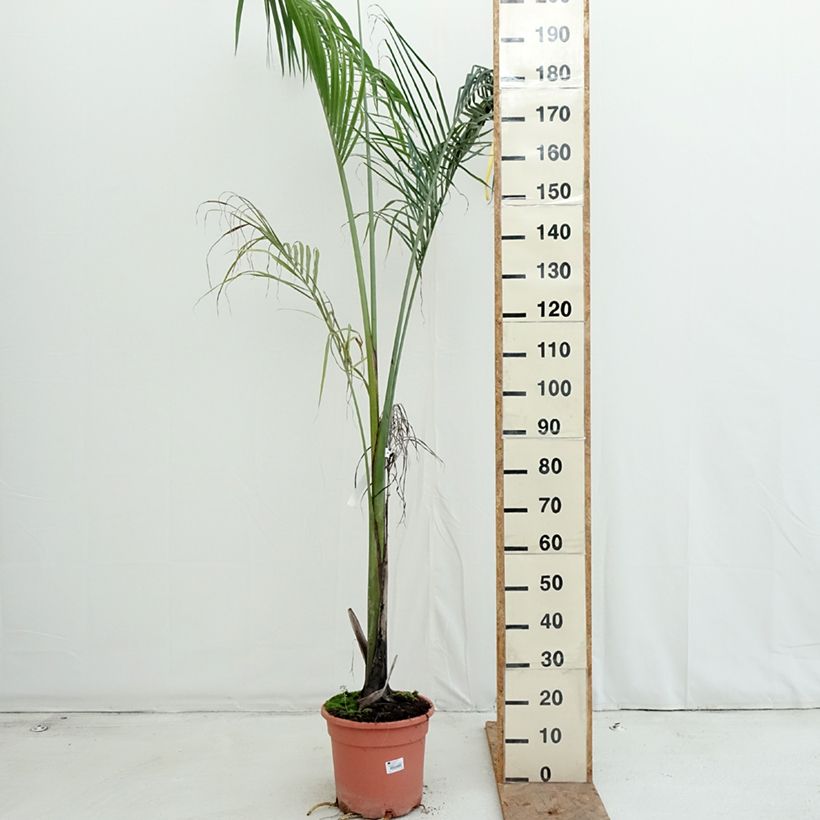 Spécimen de Roystonea regia - Palmier royal de Cuba Pot de 7,5L/10L tel que livré en automne