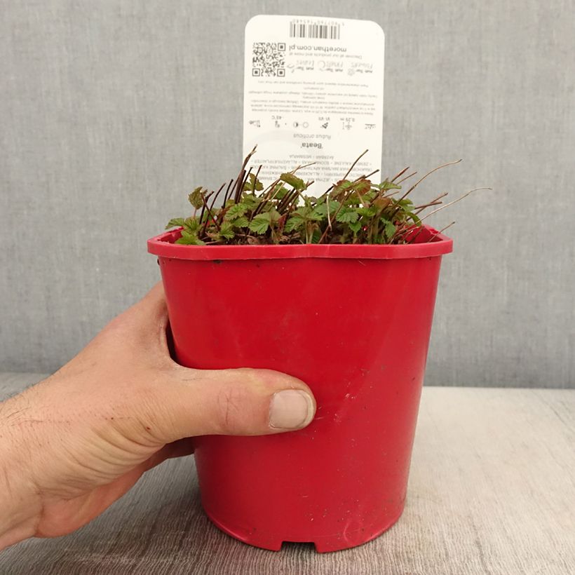 Spécimen de Rubus arcticus Beata - Framboisier de l'arctique Pot de 2L/3L tel que livré au printemps