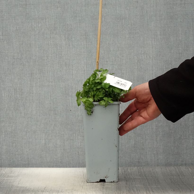 Example of Rubus illecebrosus - Framboisier fraise japonais Pot de 2L/3L as you get in printemps