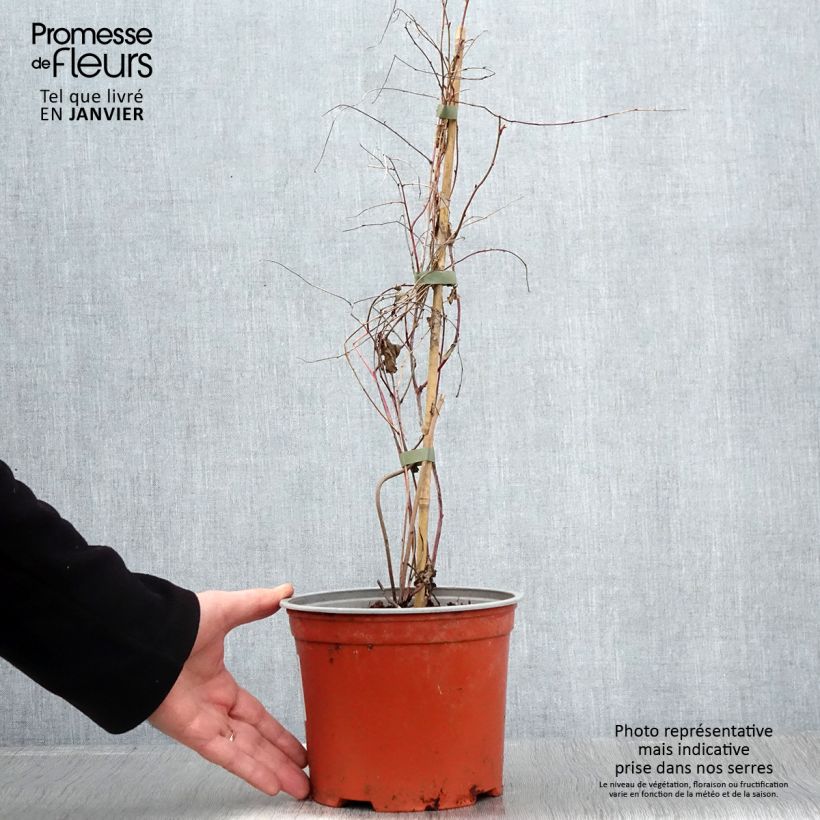 Spécimen de Rubus microphyllus Variegatus - Ronce d'ornement panachée Pot de 3L/4L tel que livré au printemps