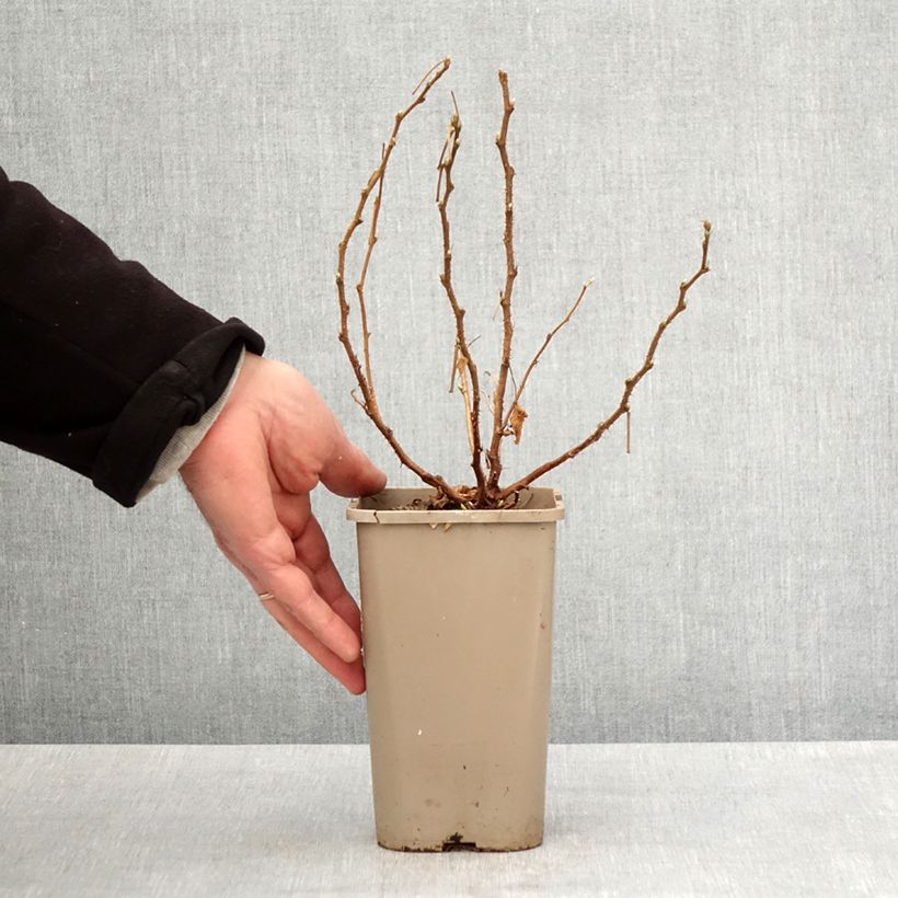 Spécimen de Rubus spectabilis Pacific Rose - Ronce remarquable Pot de 1,5L/2L, Touffe tel que livré au printemps