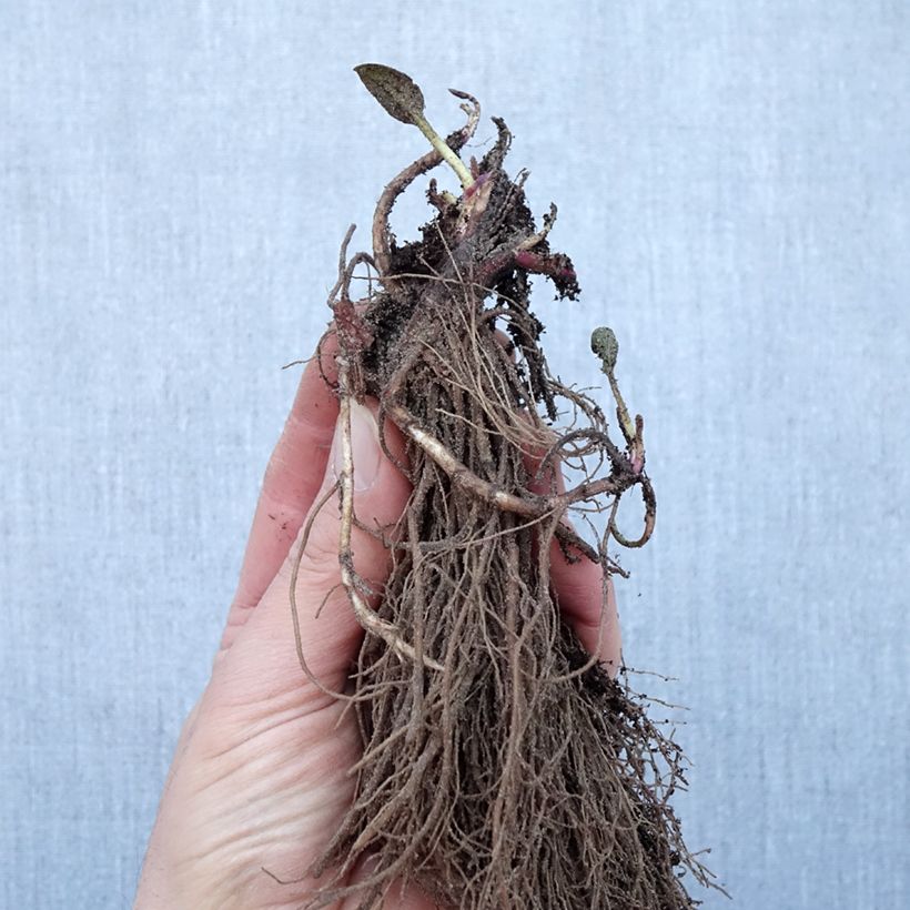 Spécimen de Rudbeckia fulgida Goldsturm - Soleil vivace d'automne Racines nues, Qualité Extra équivalant à un pot de 2L tel que livré en hiver