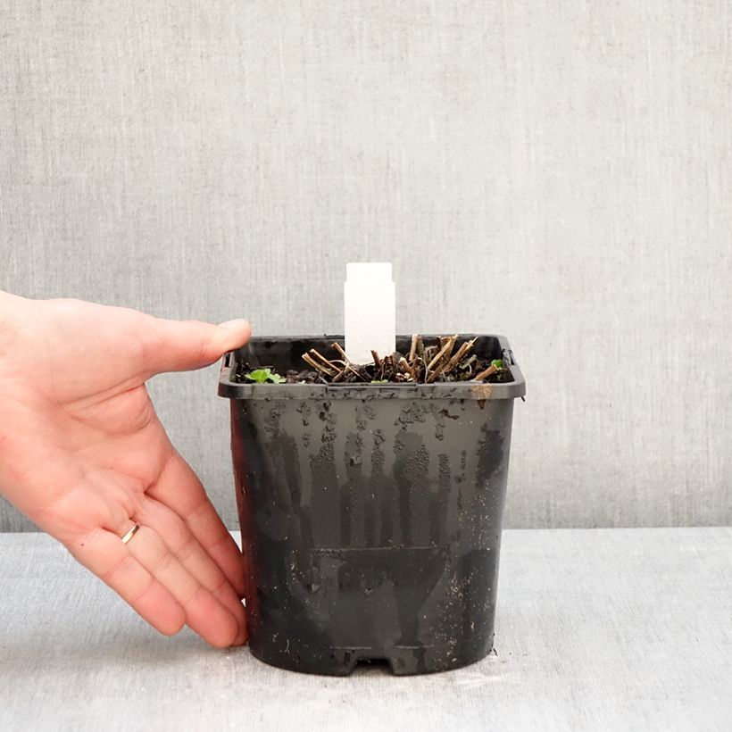 Spécimen de Rudbeckia fulgida Little Goldstar Pot de 2L/3L tel que livré en hiver