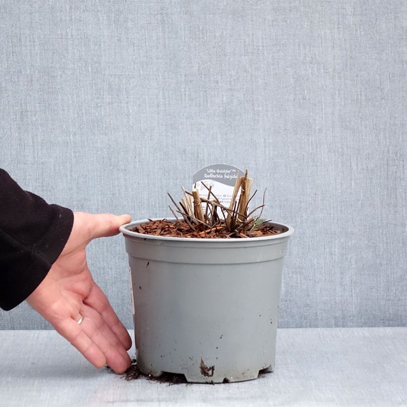 Spécimen de Rudbeckia fulgida Little Goldstar Pot de 3L/4L tel que livré au printemps
