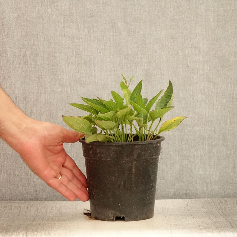 Example of Rudbeckia fulgida Pot of Gold - Rudbéckie compacte Pot de 2L/3L as you get in ete