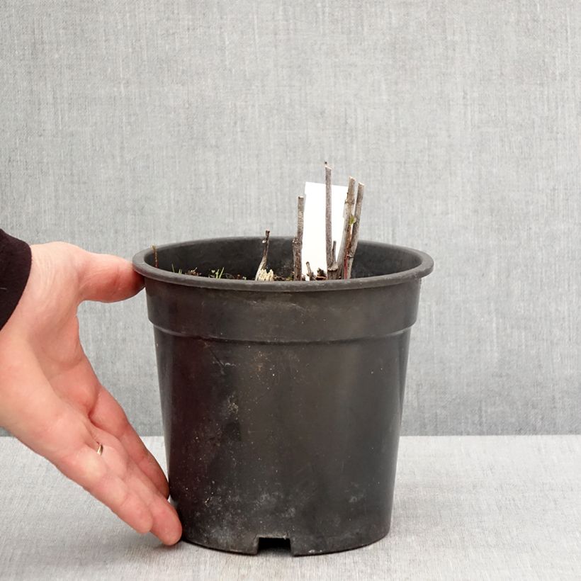 Example of Rudbeckia laciniata Goldquelle Pot de 2L/3L as you get in printemps