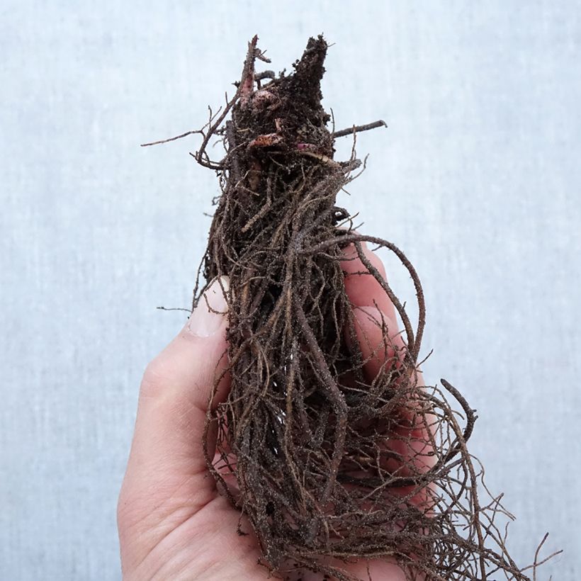 Spécimen de Rudbeckia nitida Herbstsonne - Soleil vivace d'automne Racines nues, Qualité Extra équivalant à un pot de 2L tel que livré en hiver