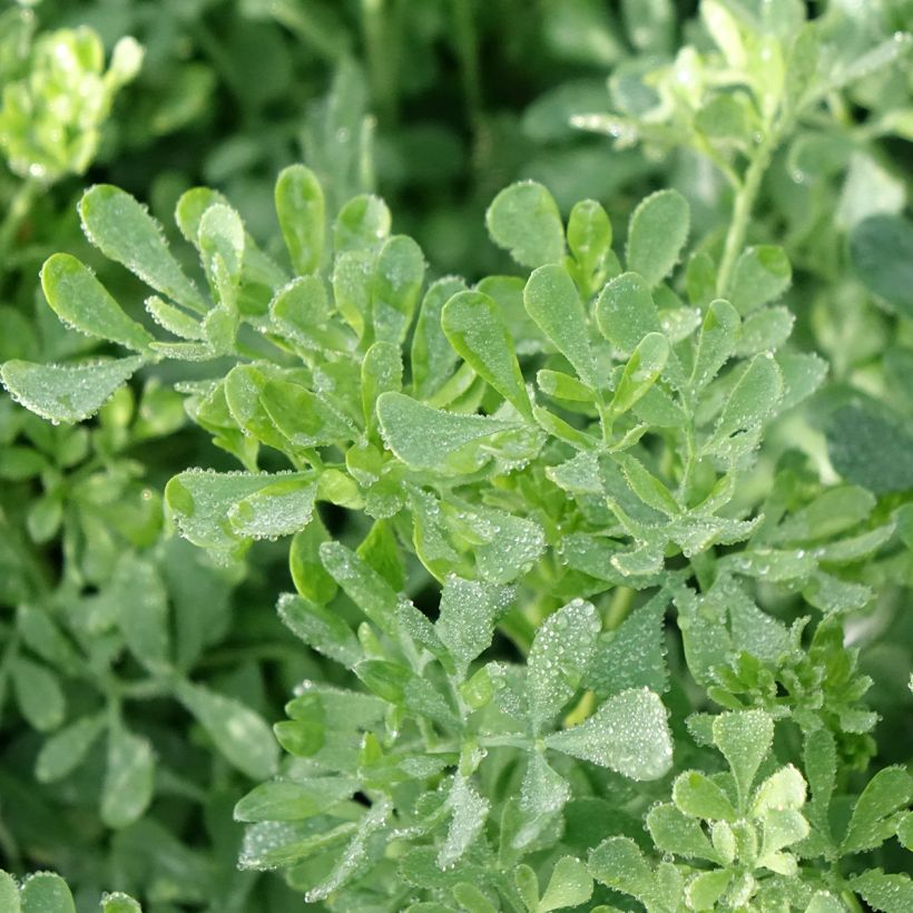 Rue officinale - Ruta graveolens (Foliage)