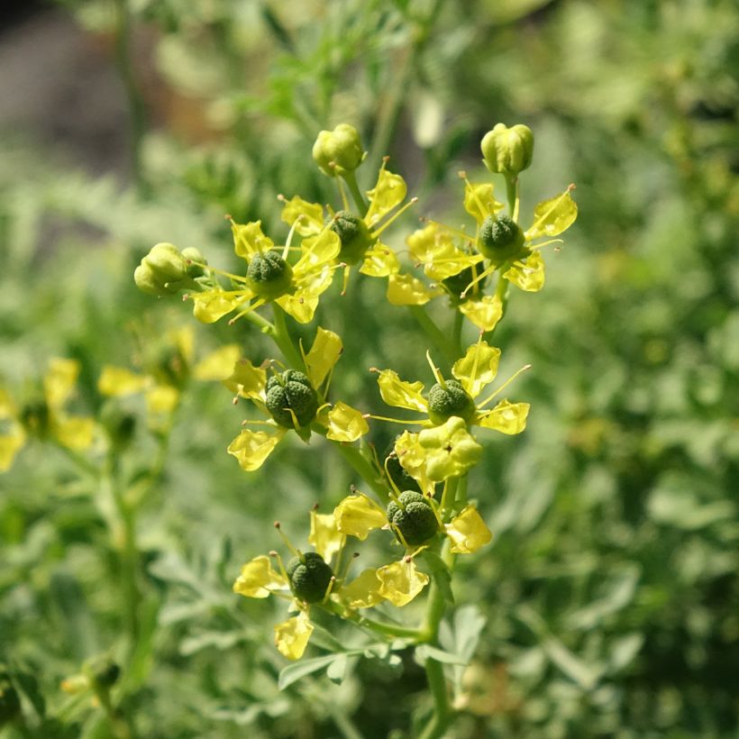 Rue officinale - Ruta graveolens (Flowering)