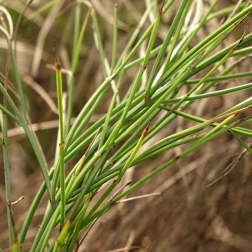 Russelia equisetiformis - Goutte de sang (Feuillage)